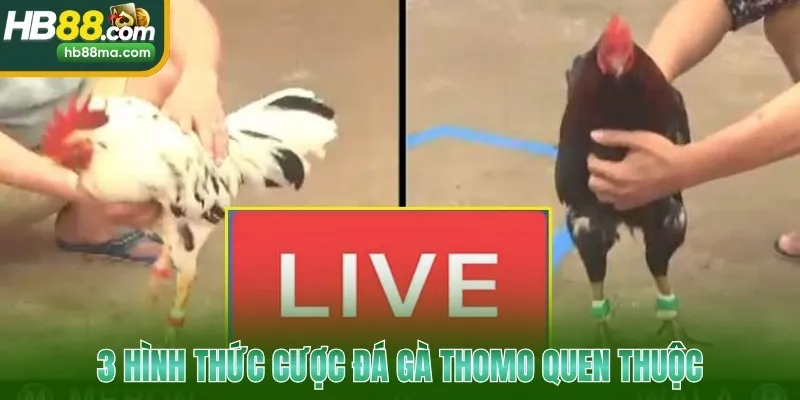 3 hình thức cược đá gà Thomo quen thuộc