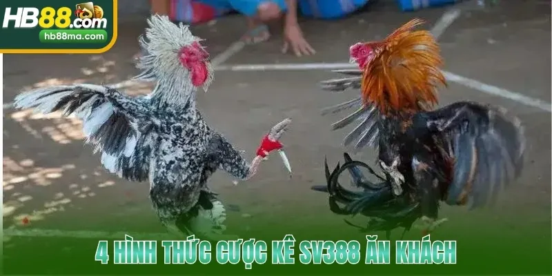 4 hình thức cược kê SV388 ăn khách