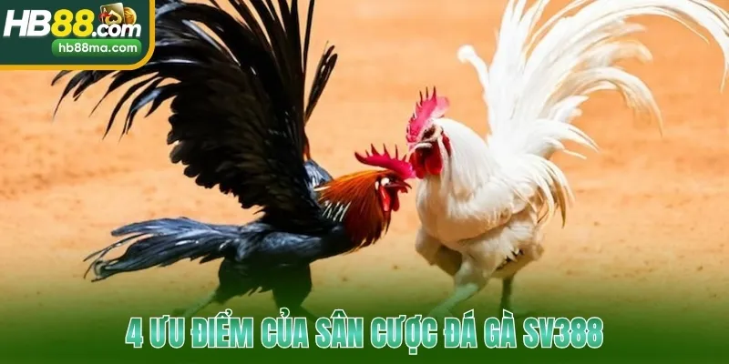 4 ưu điểm của sân cược đá gà SV388