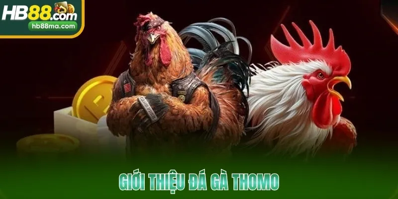 Giới thiệu đá gà Thomo