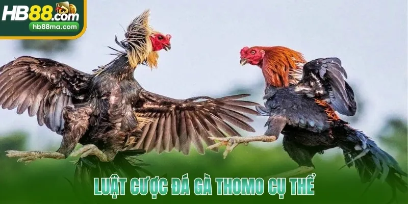 Luật cược đá gà Thomo cụ thể